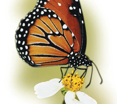 9.곤충과 거미