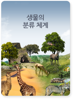 생물의 분류 체계