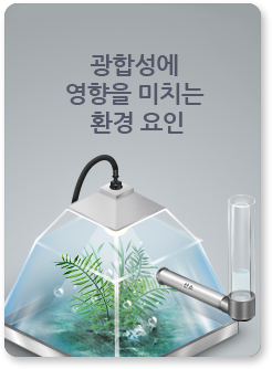 광합성에 영향을 미치는 환경 요인