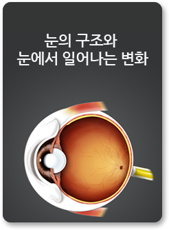 눈의 구조와 눈에서 일어나는 변화