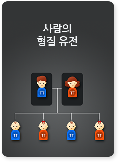 사람의 형질 유전
