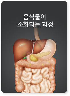 음식물이 소화되는 과정