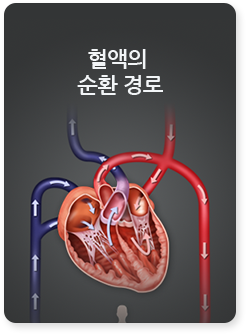 혈액의 순환 경로